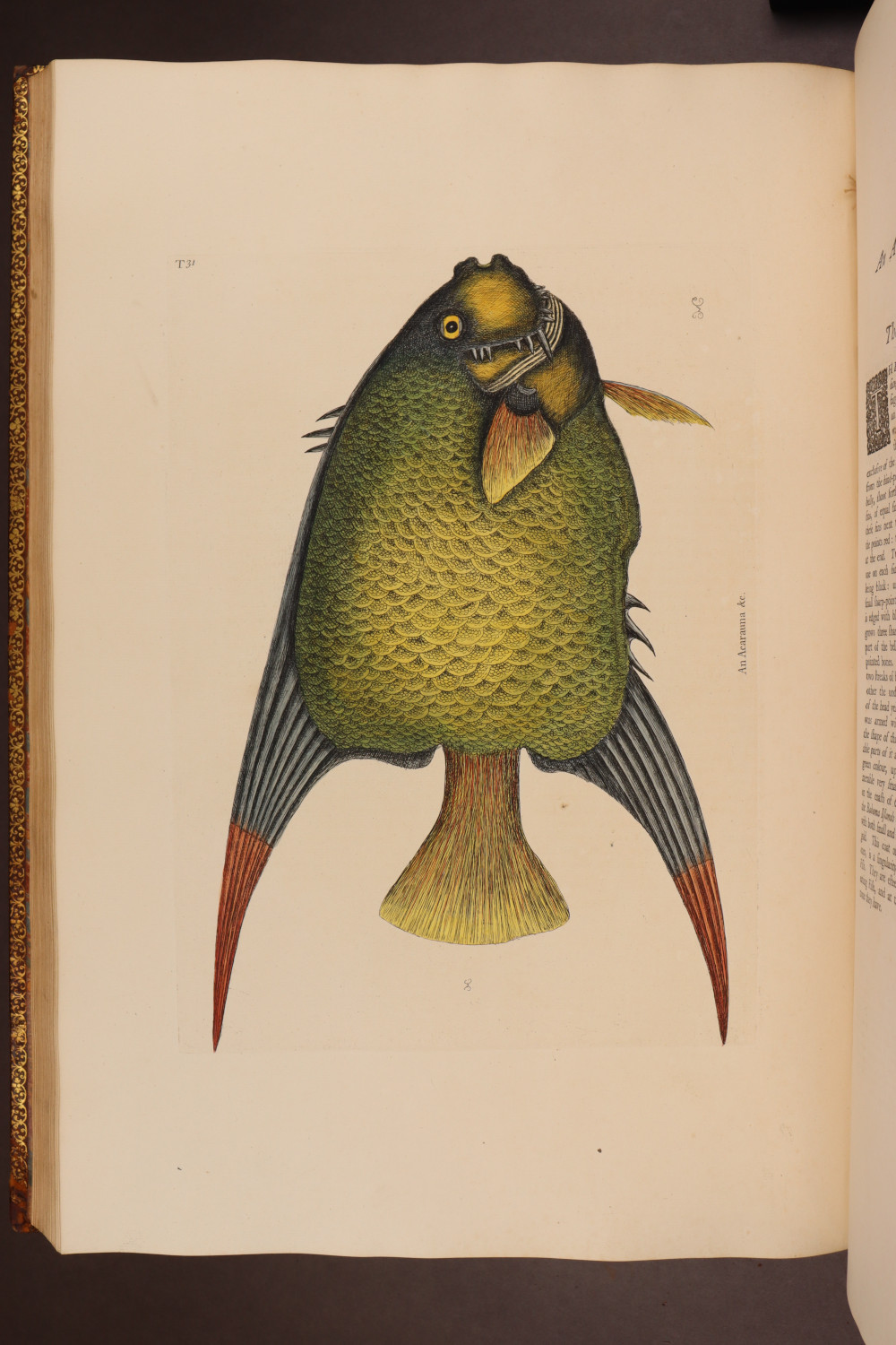 Plate 31